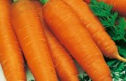 Сорт моркови: Ниланд f1