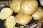 Сорт картофеля: Ньютон