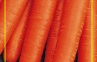 Сорт моркови: Осенний король