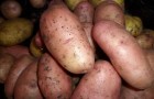 Сорт картофеля: Отрада