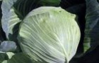 Сорт капусты белокочанной: Перфекта f1