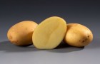 Сорт картофеля: Пиколо стар
