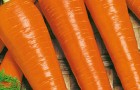 Сорт моркови: Подружка