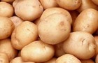 Сорт картофеля: Престиж