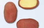 Сорт картофеля: Ред скарлетт