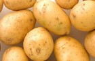 Сорт картофеля: Ривьера