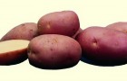 Сорт картофеля: Роко