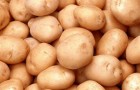 Сорт картофеля: Шелфорд