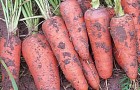 Сорт моркови: Санта круз f1