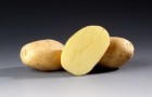 Сорт картофеля: Сантана