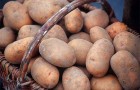 Сорт картофеля: Сентябрь