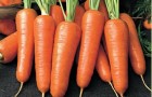 Сорт моркови: Сентябрина