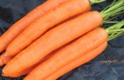 Сорт моркови: Сопрано f1