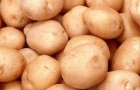 Сорт картофеля: Спарта