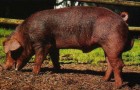 Свиньи породы дюрок