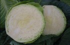Сорт капусты белокочанной: Циклоп f1