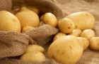 Сорт картофеля: Танай