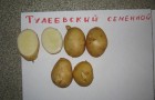 Сорт картофеля: Тулеевский