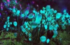 Ученые разошлют желающим семена светящихся растений