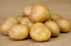 Сорт картофеля: Утро
