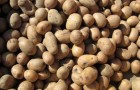 Сорт картофеля: Виза