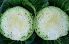 Сорт капусты белокочанной: Вспышка f1