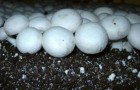 Выращивание грибов дома