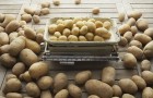 Сорт картофеля: Ярла
