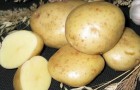 Сорт картофеля: Юбилей жукова