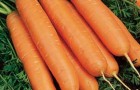 Сорт моркови: Юкон f1
