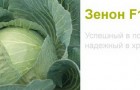 Сорт капусты белокочанной: Зенон f1