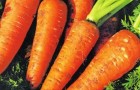 Сорт моркови: Зимний нектар