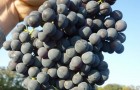 Сорт винограда: Алый терский