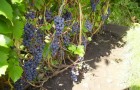 Сорт винограда: Башкирский