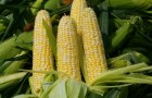 Сорт кукурузы: Чапаевец св