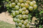 Сорт винограда: Дунавски лазур