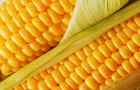 Сорт кукурузы: Хаски кс