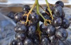 Сорт винограда: Лакхедьи мезеш