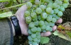 Сорт винограда: Любава