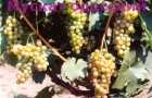 Сорт винограда: Мускат одесский