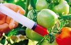 Новая технология обнаружения ГМО в продуктах питания