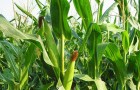 Сорт кукурузы: Пх 5 фт