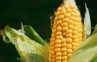 Сорт кукурузы: Пх 51 х