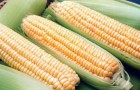 Сорт кукурузы: Пхаа 0