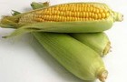 Сорт кукурузы: Пхб 00