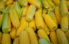 Сорт кукурузы: Пххрй