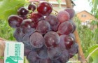 Сорт винограда: Прикубанский