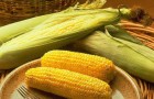 Сорт кукурузы: Рм 501
