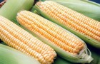 Сорт кукурузы: Росмолд 159 св