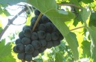 Сорт винограда: Рубиновый магарача